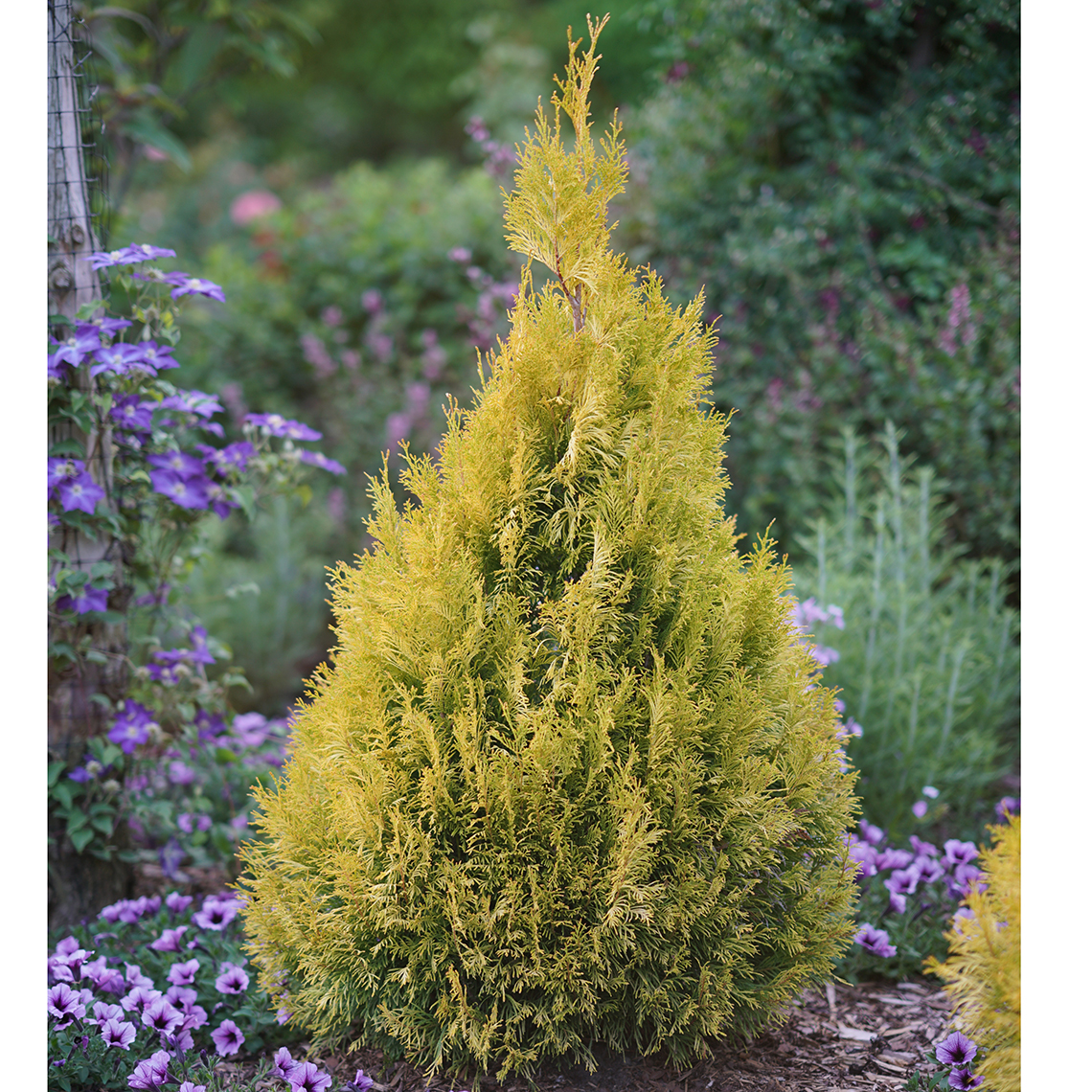 Fluffy Thuja Spring Meadow Wholesale Liners Spring Meadow Nursery